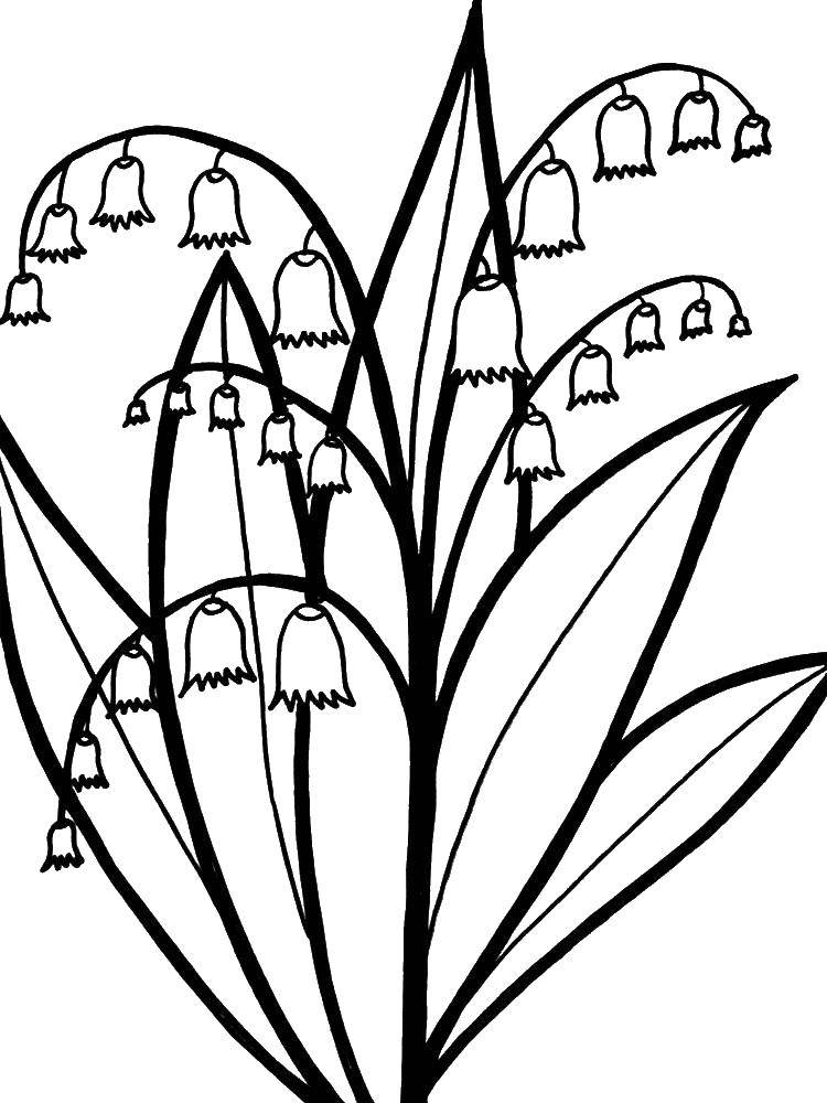 Coloring Bells. Category flowers. Tags:  Flowers, bells.