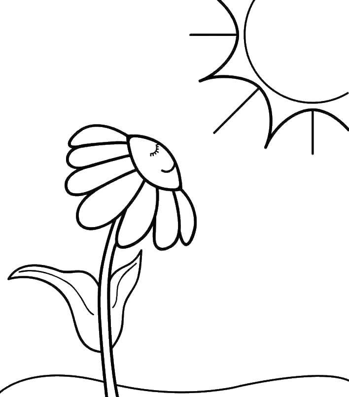Название: Раскраска Ромашка наслаждается солнцем. Категория: цветы. Теги: Цветы, ромашка.