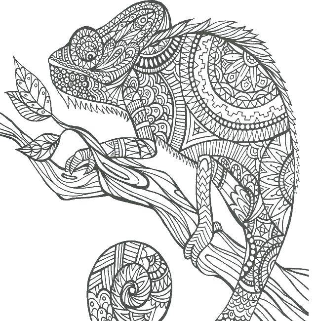 Название: Раскраска Узорный хамелеон на ветке. Категория: узоры. Теги: Рептилия, хамелеон.