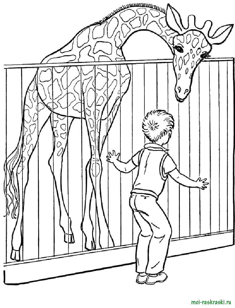 Coloring Giraffe to the zoo. Category wild animals. Tags:  giraffe.