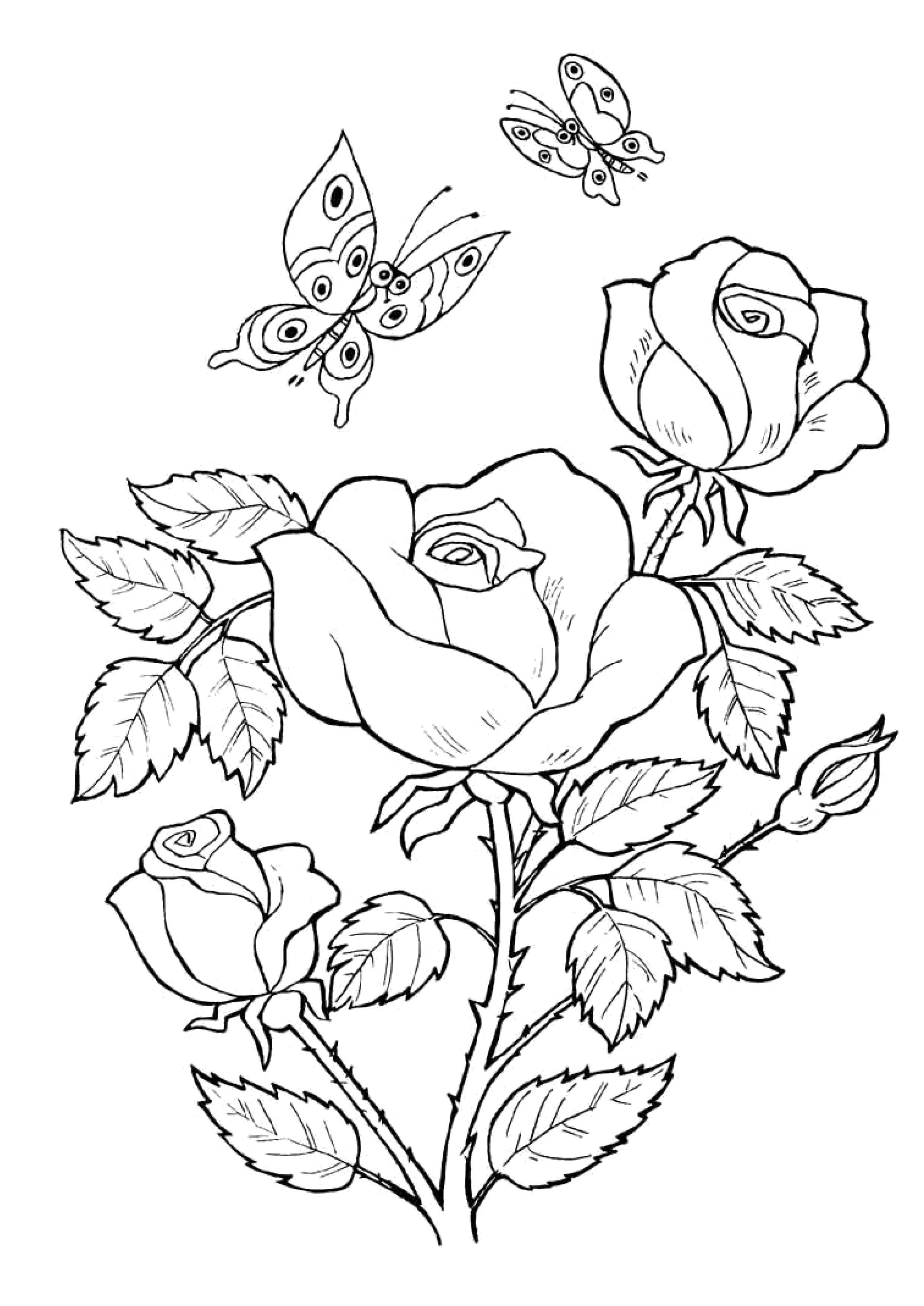 Розмальовки  Метелики і троянди. Завантажити розмальовку Квіти, троянди.  Роздрукувати ,квіти,