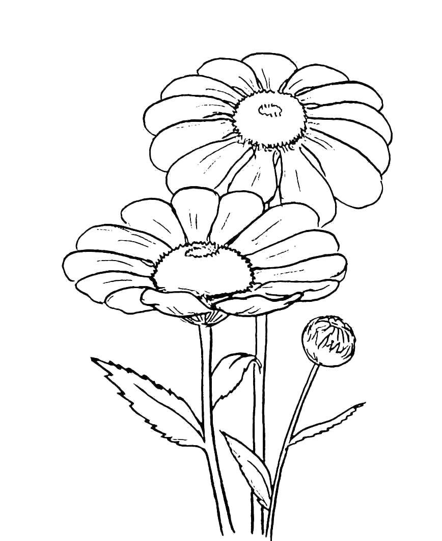 Coloring Large daisies. Category flowers. Tags:  Flowers, chamomile.
