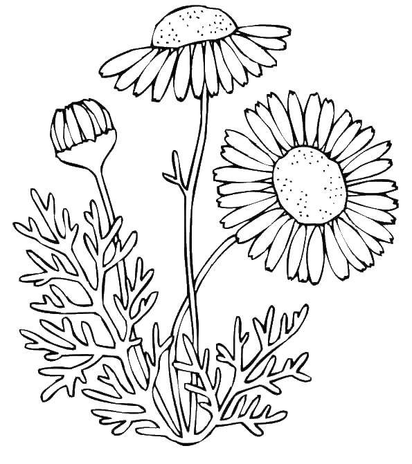 Coloring Beautiful daisies. Category flowers. Tags:  Flowers, chamomile.