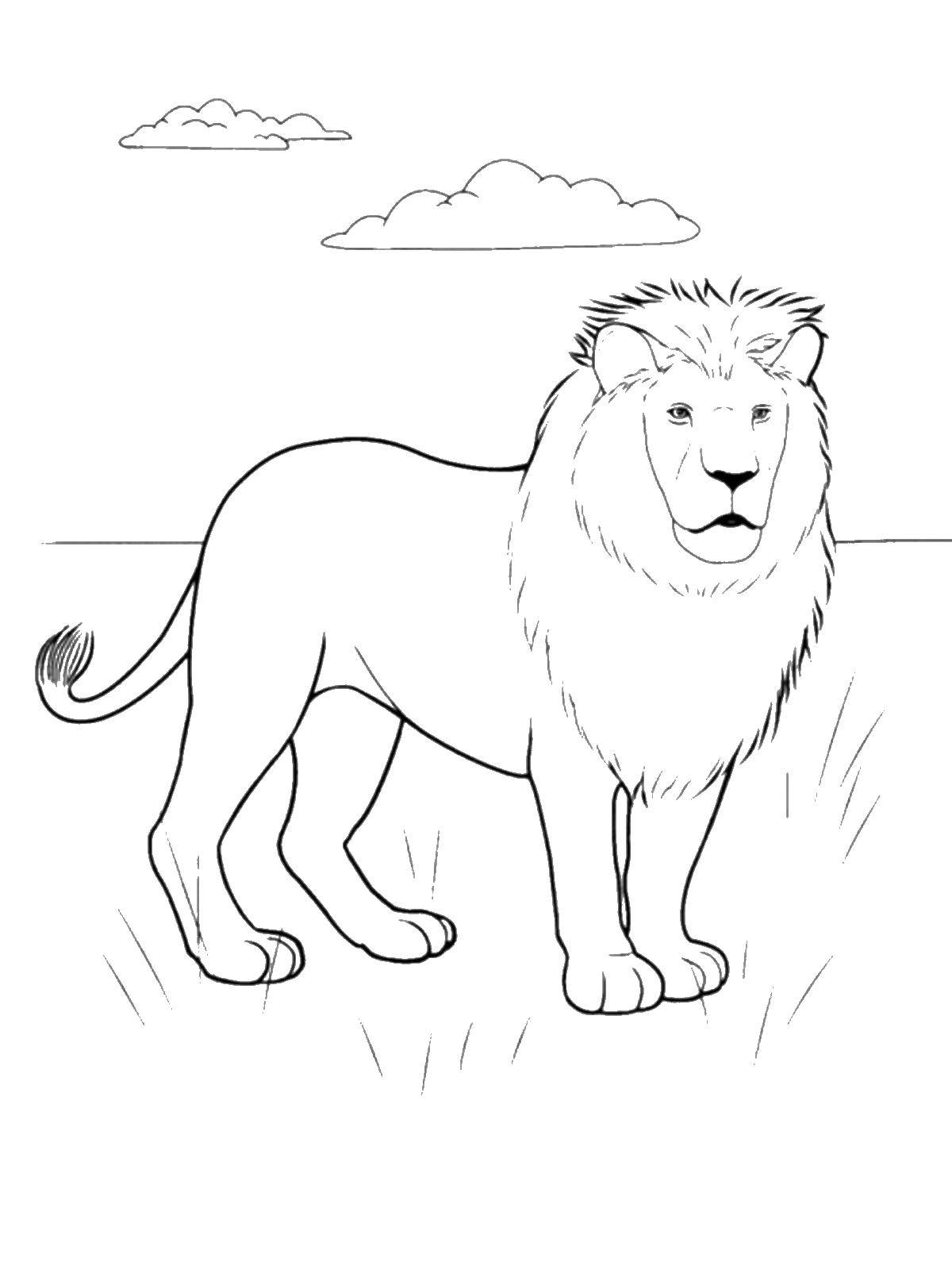 Coloring Leo. Category wild animals. Tags:  lion.