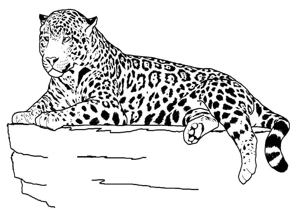 Coloring Spotted leopard. Category wild animals. Tags:  Leopard.