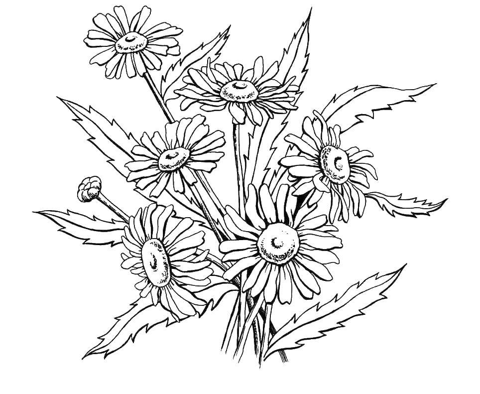 Coloring Chamomile. Category flowers. Tags:  Flowers, chamomile.