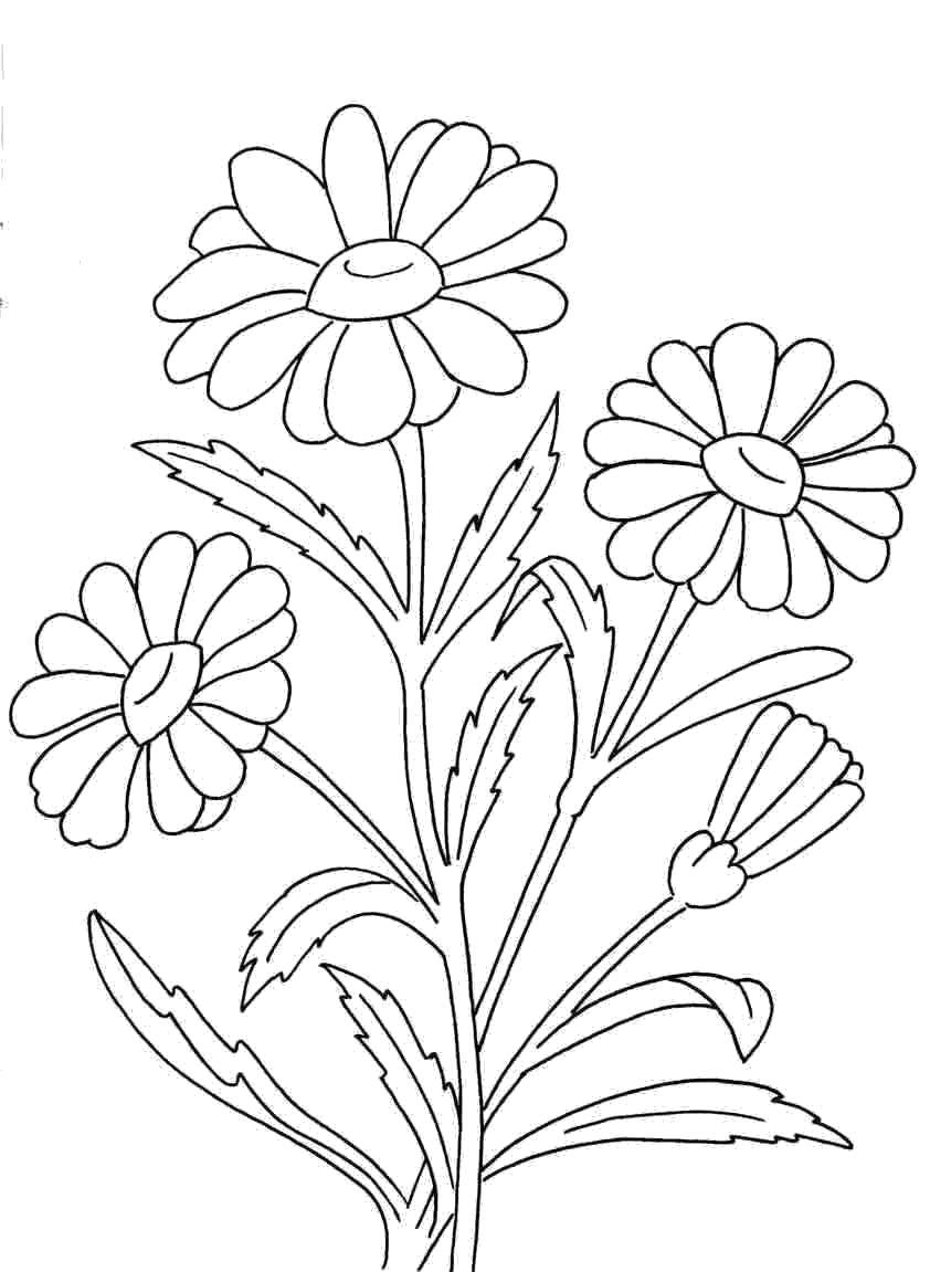 Coloring Chamomile. Category flowers. Tags:  Flowers, chamomile.