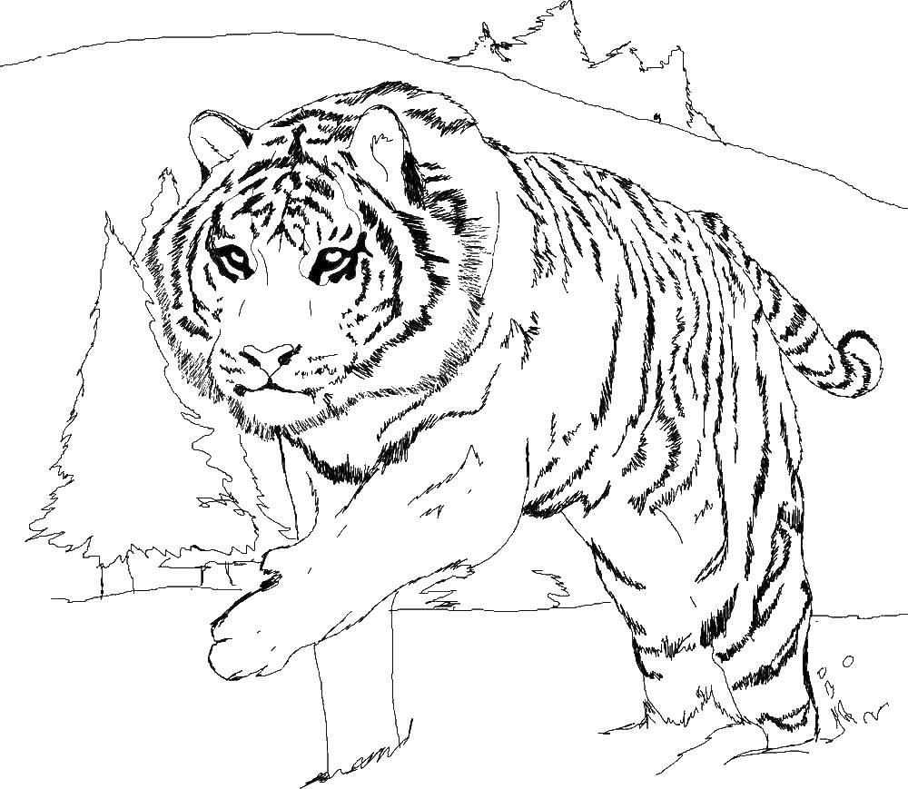Coloring Tiger. Category wild animals. Tags:  the tiger.