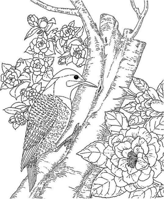 Coloring Woodpecker on a tree. Category birds. Tags:  Birds, woodpecker.