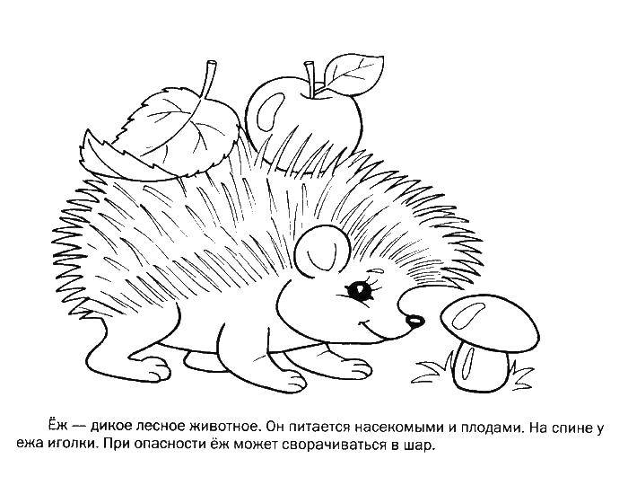 Coloring Hedgehog. Category wild animals. Tags:  the hedgehog .