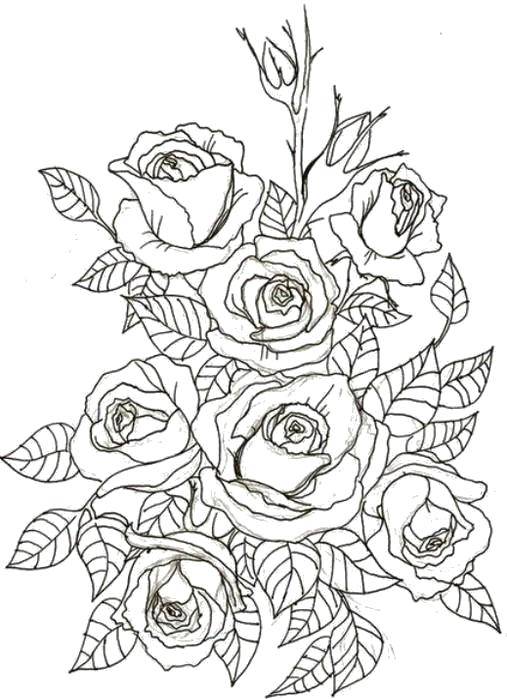 Название: Раскраска Красивый куст с розами. Категория: цветы. Теги: Цветы, розы.