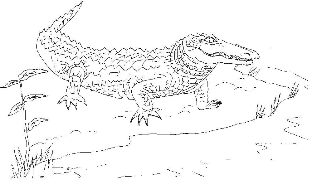 Coloring Crocodile. Category wild animals. Tags:  crocodile.