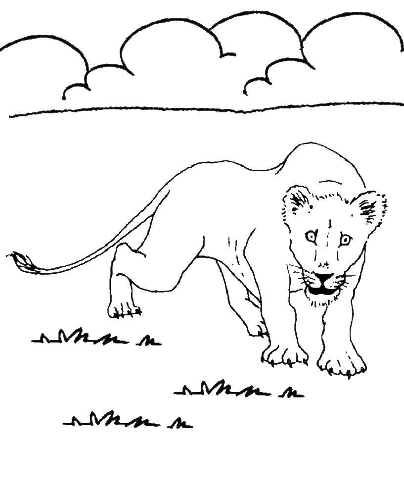 Coloring Lioness. Category wild animals. Tags:  lion.