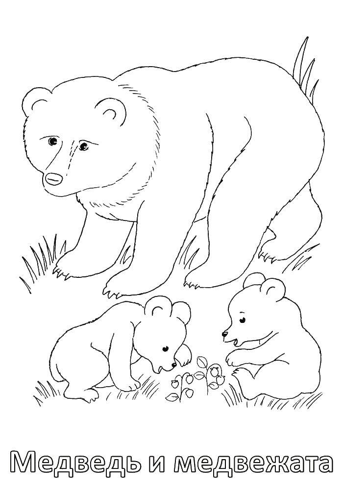 Coloring Bears. Category wild animals. Tags:  bear.