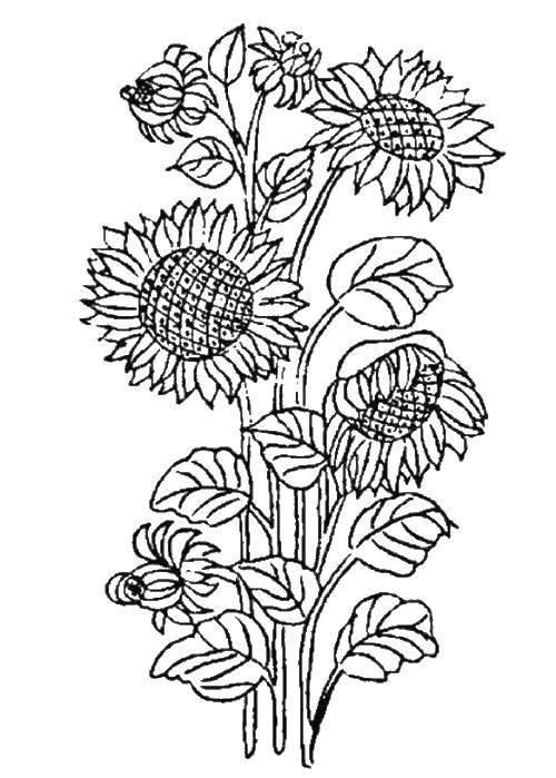 Coloring POSOLOGY. Category flowers. Tags:  Flowers, sunflower.