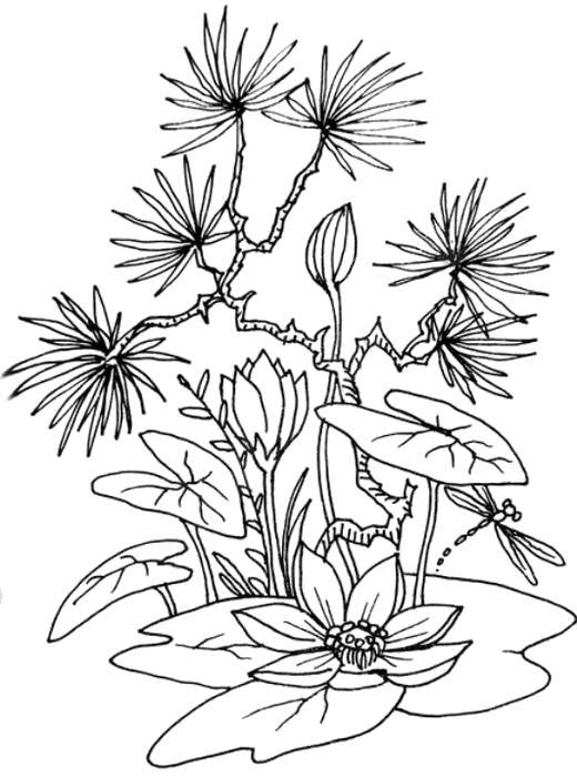 Coloring Water lilies. Category flowers. Tags:  Flowers, Lily.