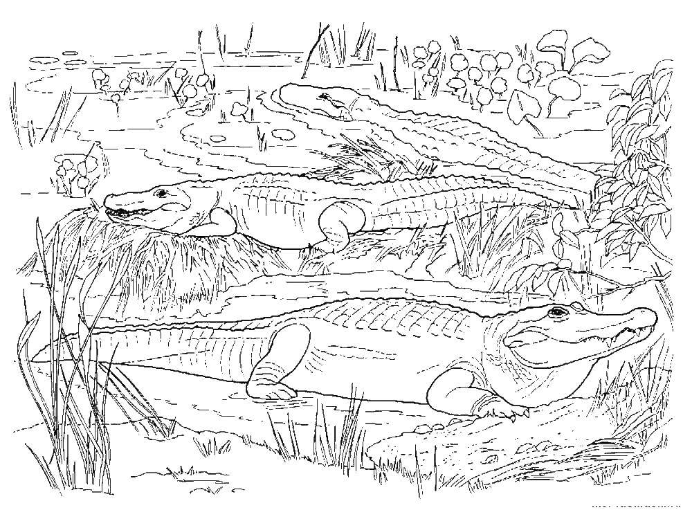 Coloring Alligators. Category wild animals. Tags:  alligator.
