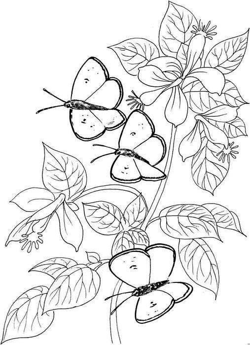 Название: Раскраска Бабочки на листьях. Категория: бабочка. Теги: Бабочка, цветы.