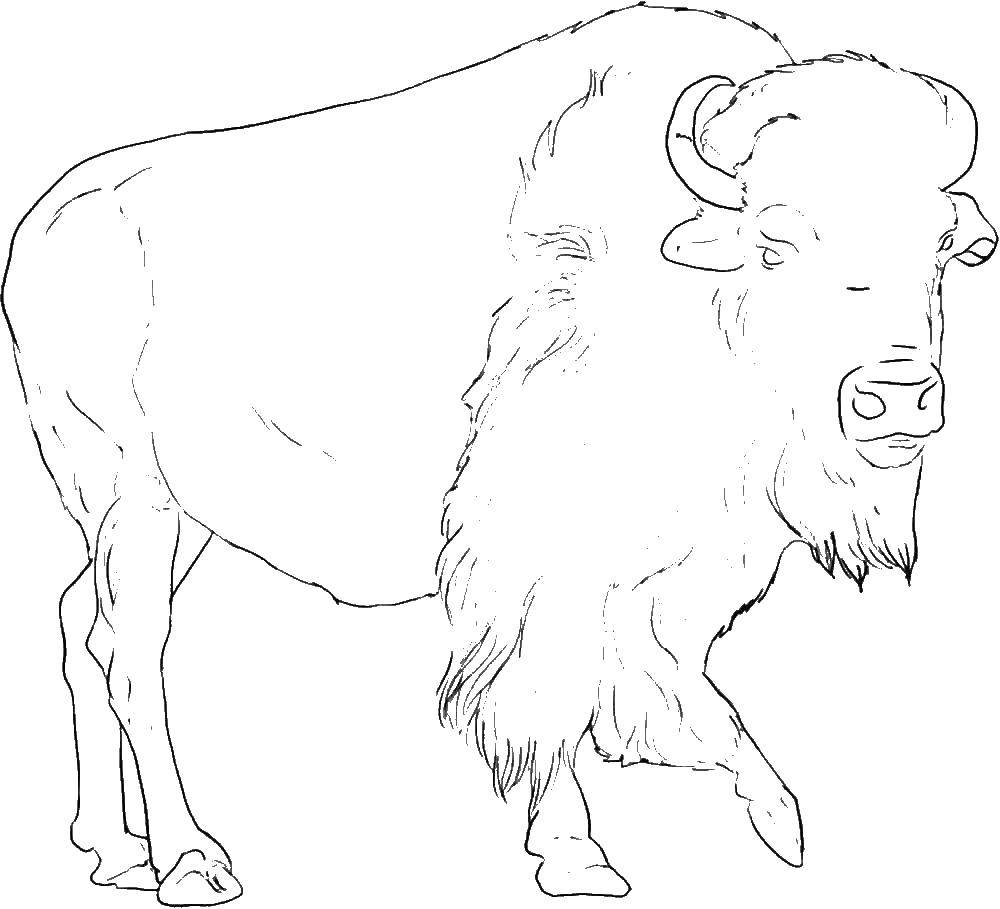 Coloring Buffalo. Category wild animals. Tags:  Buffalo.