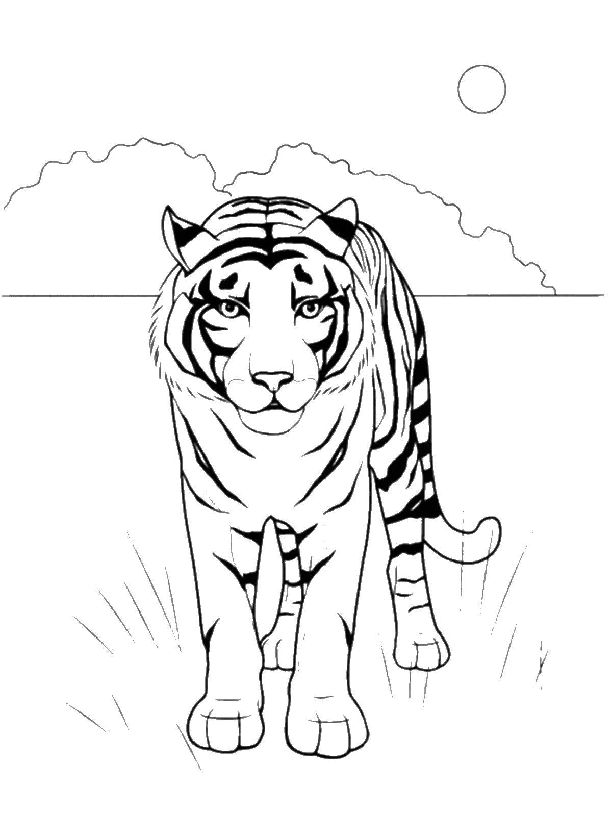 Название: Раскраска Тигр. Категория: дикие животные. Теги: Тигр.