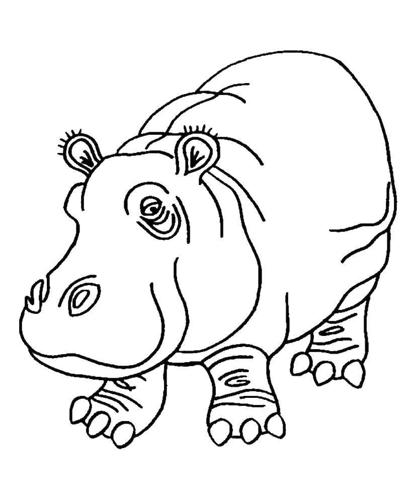 Coloring Hippo. Category wild animals. Tags:  Hippo.