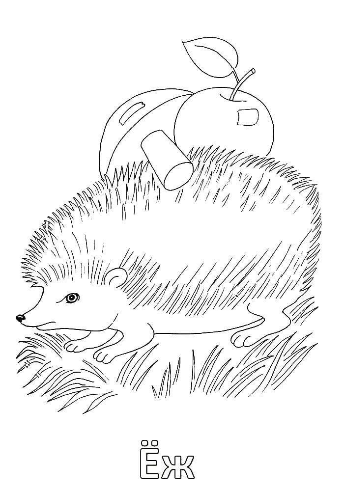 Coloring Hedgehog. Category wild animals. Tags:  the hedgehog .