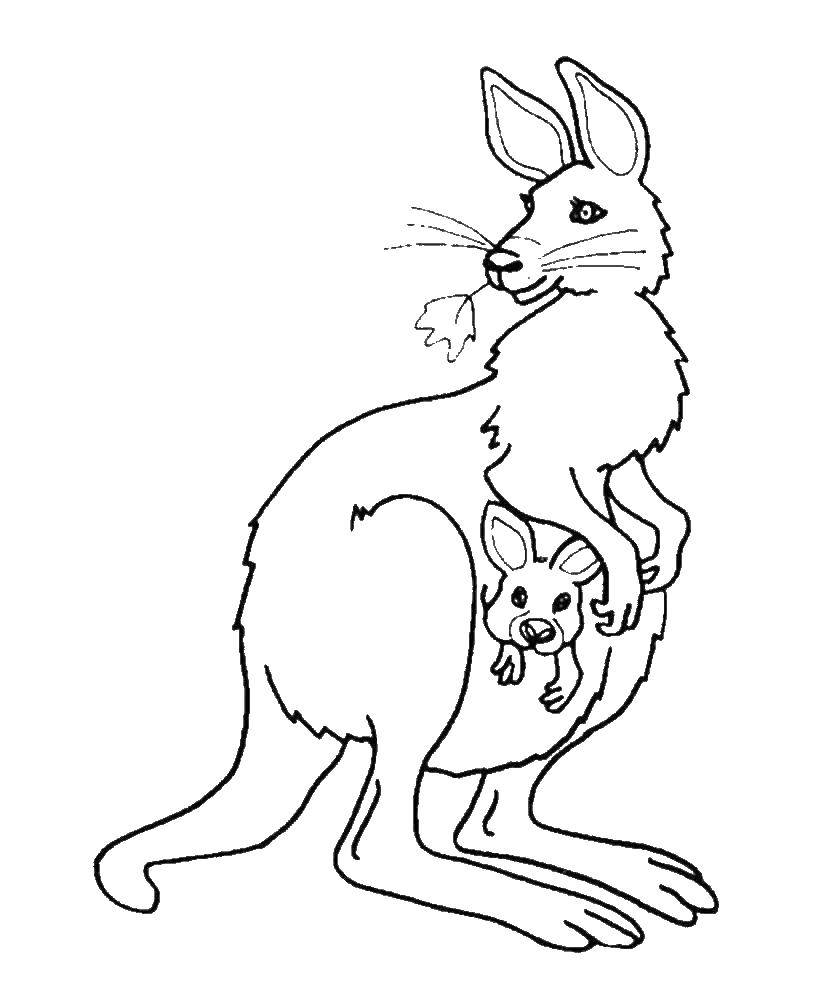 Coloring A kangaroo with a kangaroo. Category wild animals. Tags:  Kangaroo.