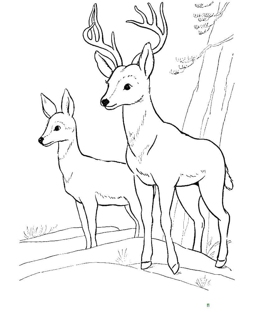 Coloring Deer. Category wild animals. Tags:  the deer.