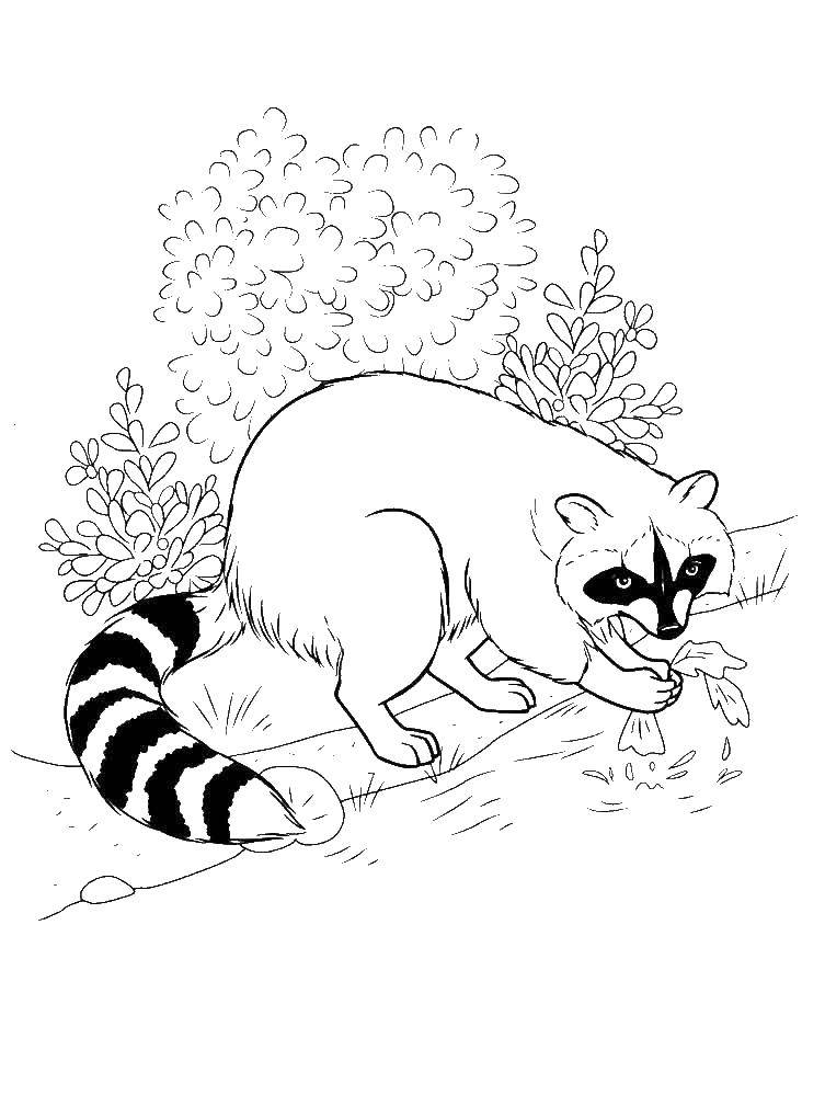 Coloring Raccoon. Category wild animals. Tags:  Raccoon.