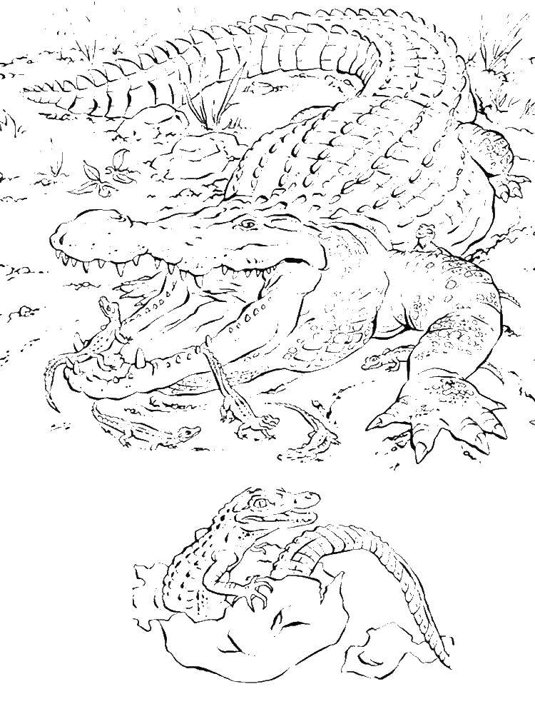 Coloring Crocodile. Category wild animals. Tags:  crocodile.