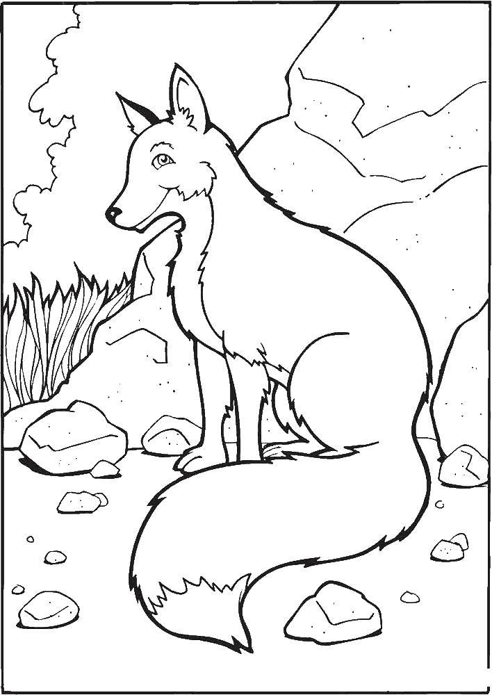 Coloring Fox. Category wild animals. Tags:  Fox.