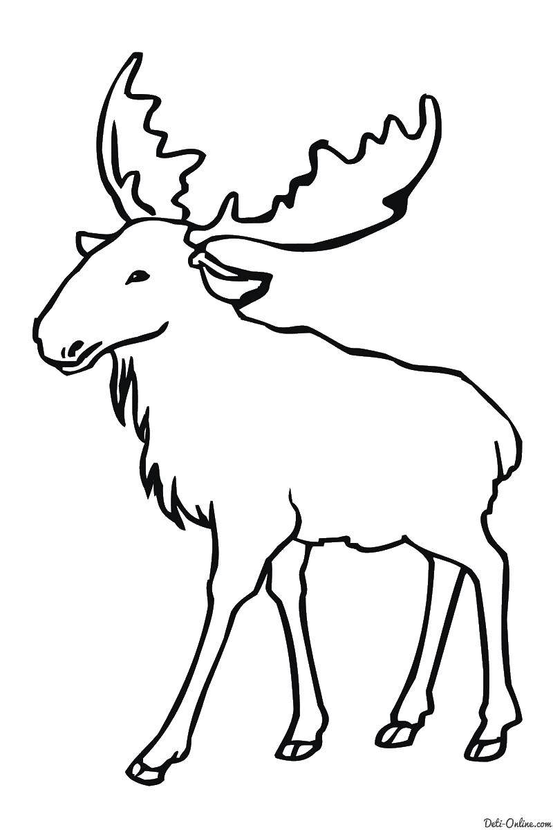 Coloring Moose. Category wild animals. Tags:  elk.