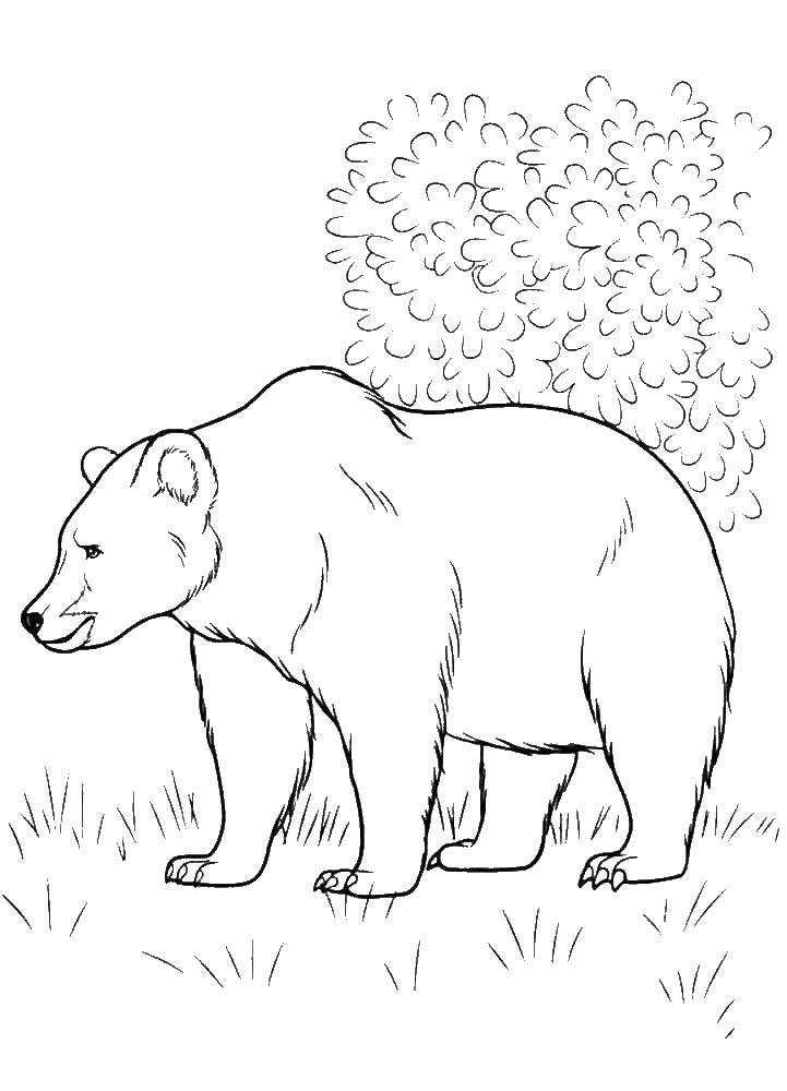 Название: Раскраска Медведь. Категория: дикие животные. Теги: медведь.