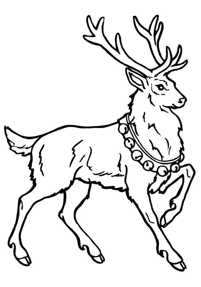 Coloring Deer. Category wild animals. Tags:  The deer.