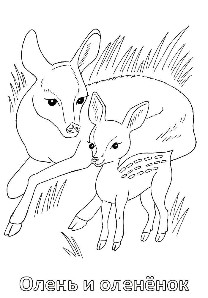 Coloring Deer. Category wild animals. Tags:  the deer.