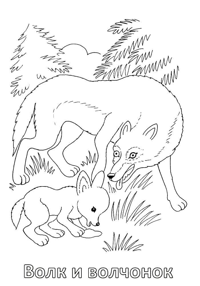 Coloring Wolf and little wolf.. Category wild animals. Tags:  wolf.