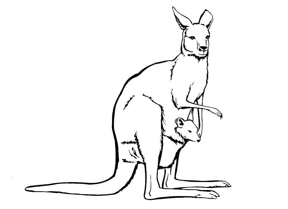 Coloring Kangaroo. Category wild animals. Tags:  kangaroo.