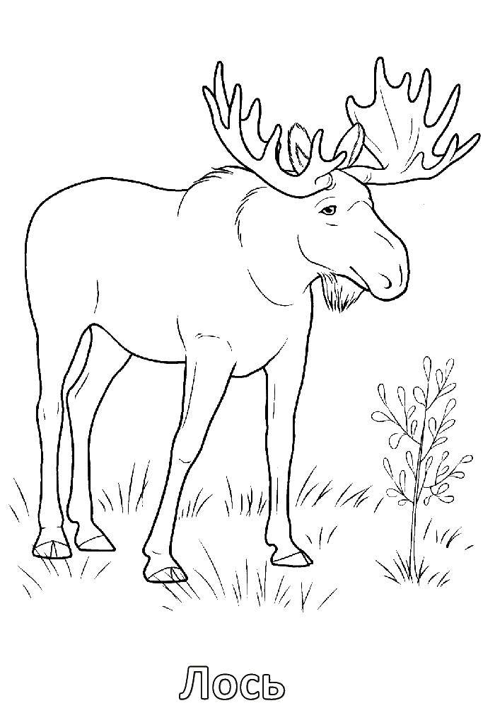 Coloring Moose. Category wild animals. Tags:  elk.
