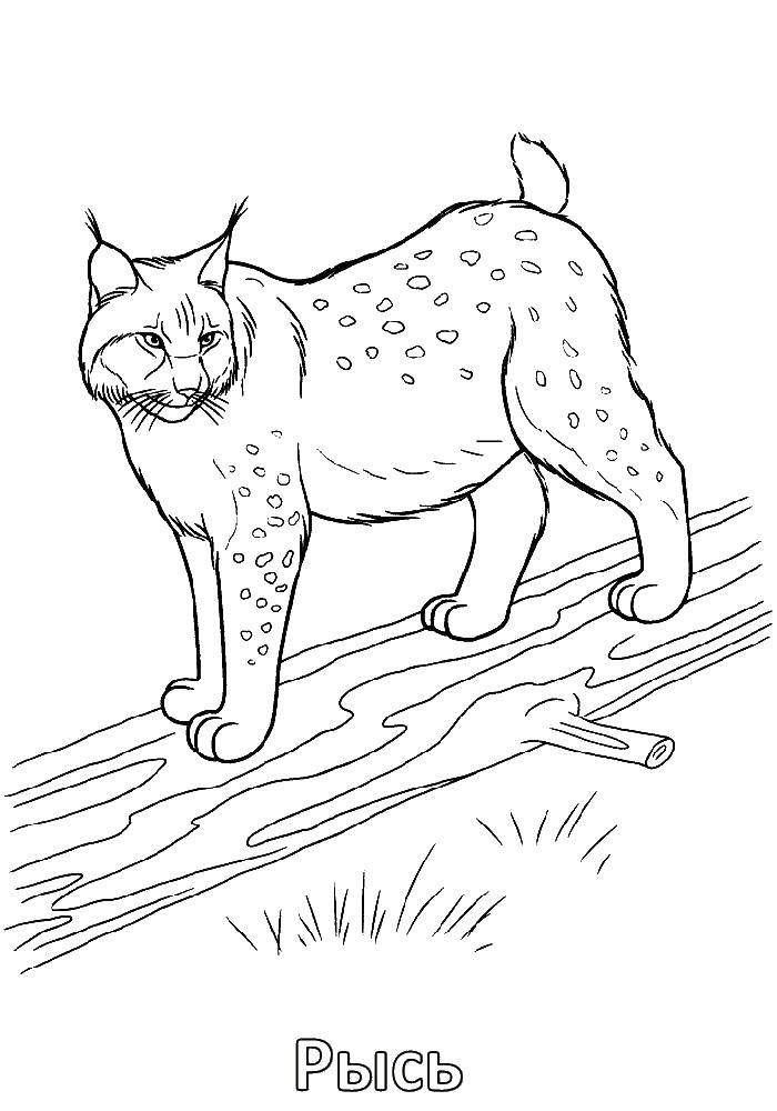 Coloring Lynx. Category wild animals. Tags:  Lynx.