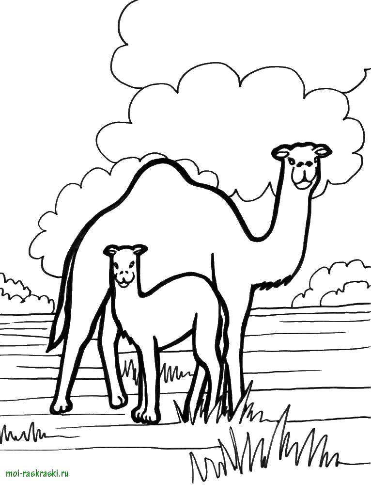 Coloring Camel. Category wild animals. Tags:  camel.