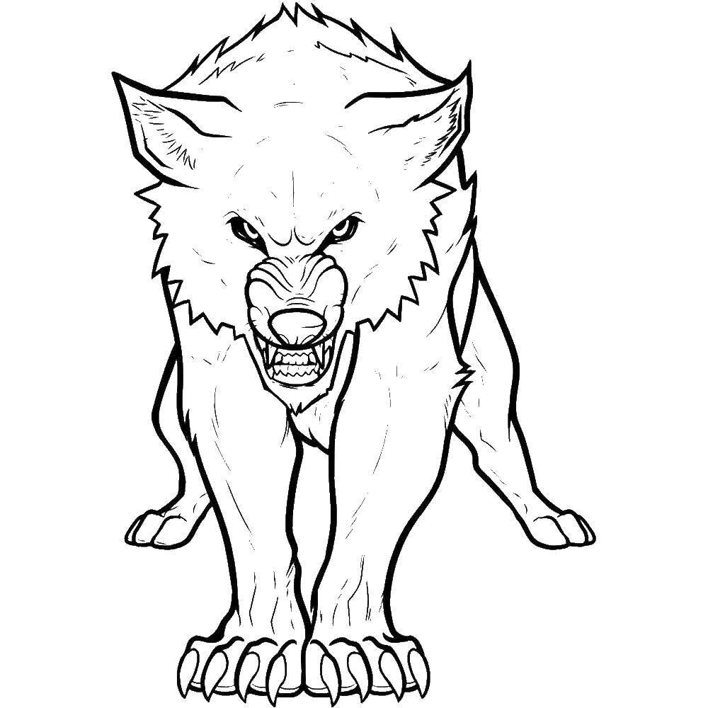 Coloring Bad wolf. Category wild animals. Tags:  wolf.