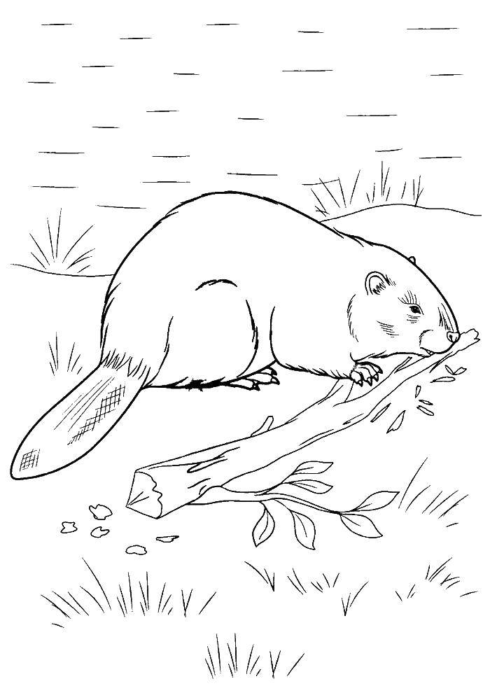 Coloring Beaver. Category wild animals. Tags:  beaver.