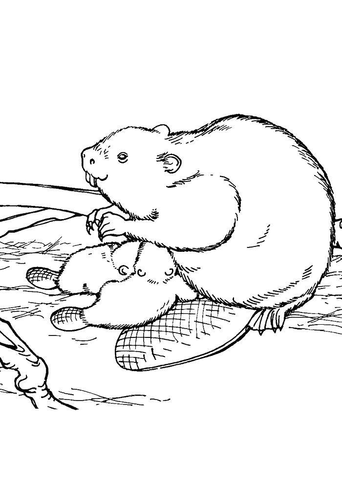 Coloring Beavers. Category wild animals. Tags:  beaver.