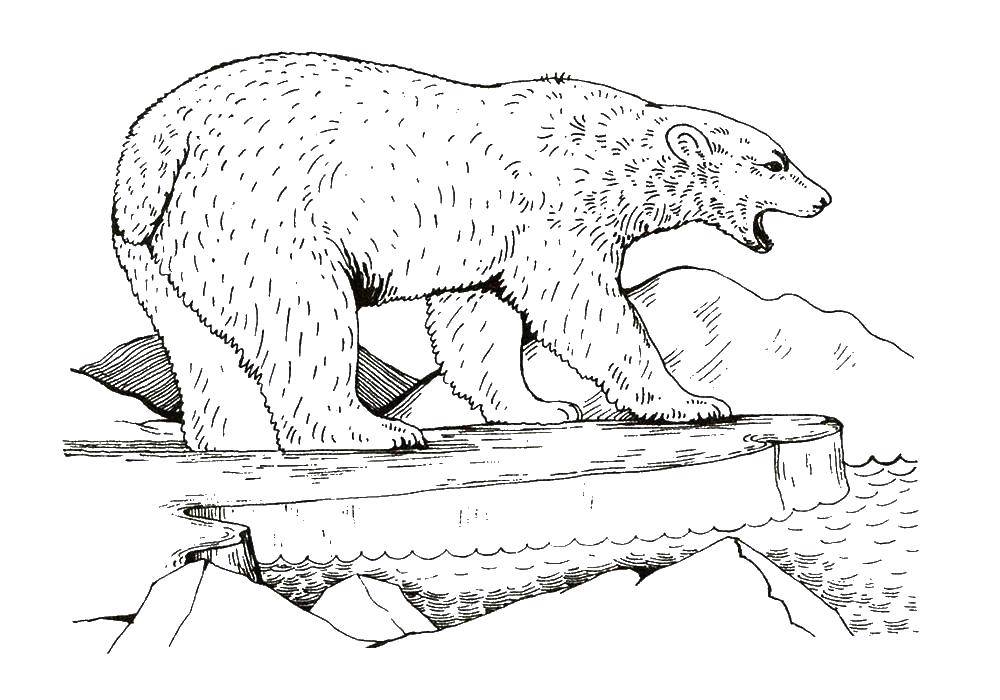 Название: Раскраска Медведь. Категория: дикие животные. Теги: медведь.