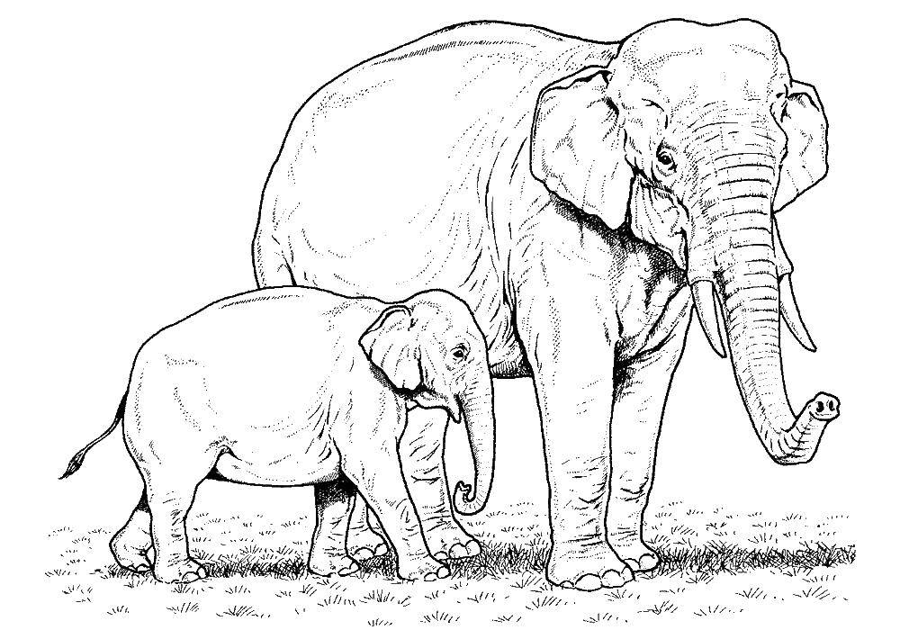Coloring Elephants. Category wild animals. Tags:  elephant.