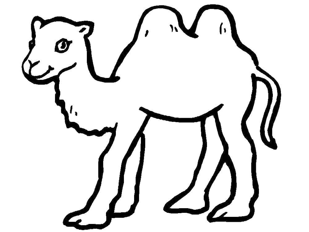 Название: Раскраска Верблюд. Категория: дикие животные. Теги: верблюд.