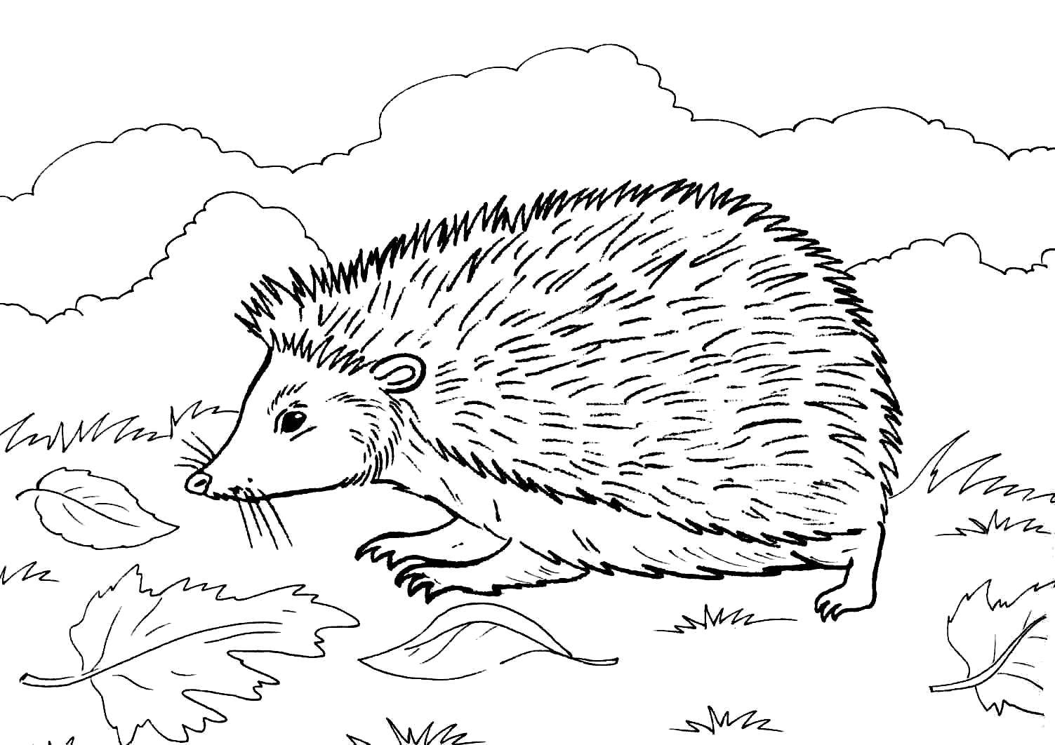 Coloring Hedgehog. Category wild animals. Tags:  animals, hedgehog.