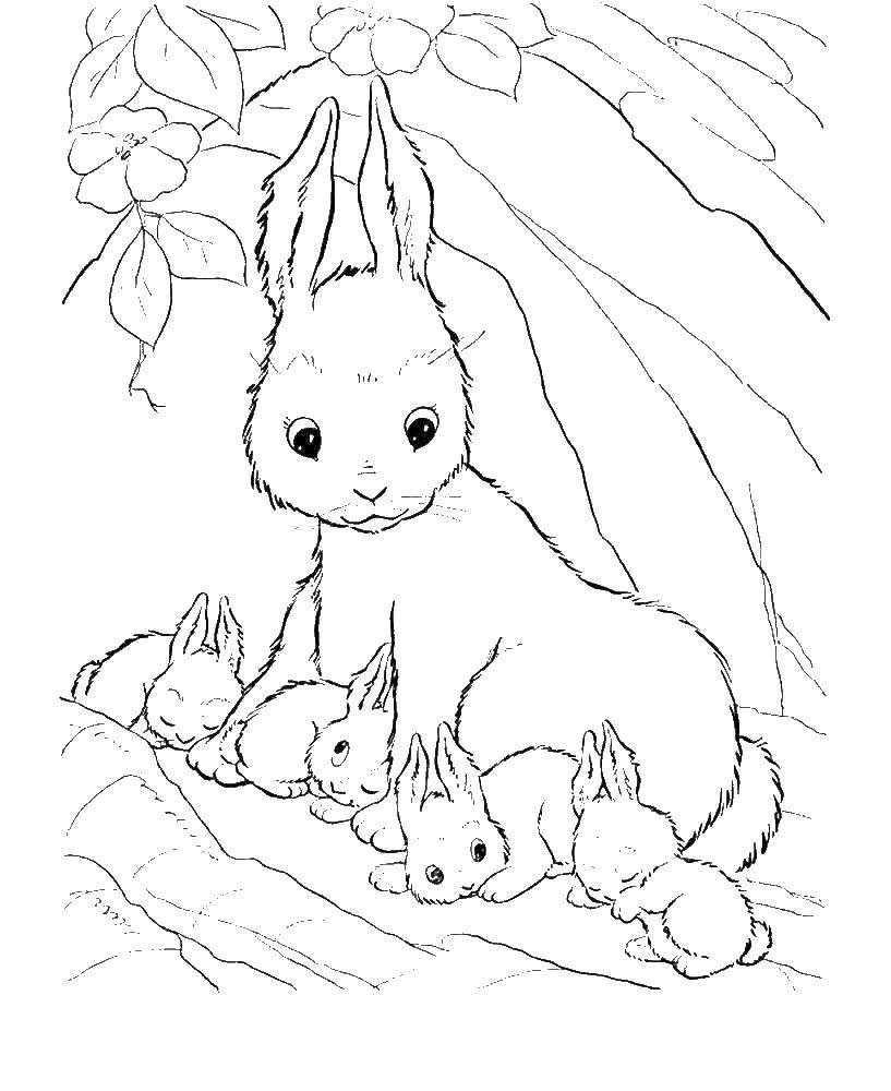 Название: Раскраска Зайчики. Категория: дикие животные. Теги: заяц, кролик.