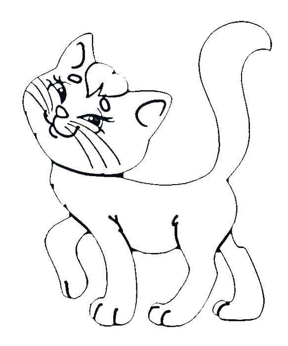 Название: Раскраска Игривая кошечка. Категория: Животные. Теги: Животные, кошка.