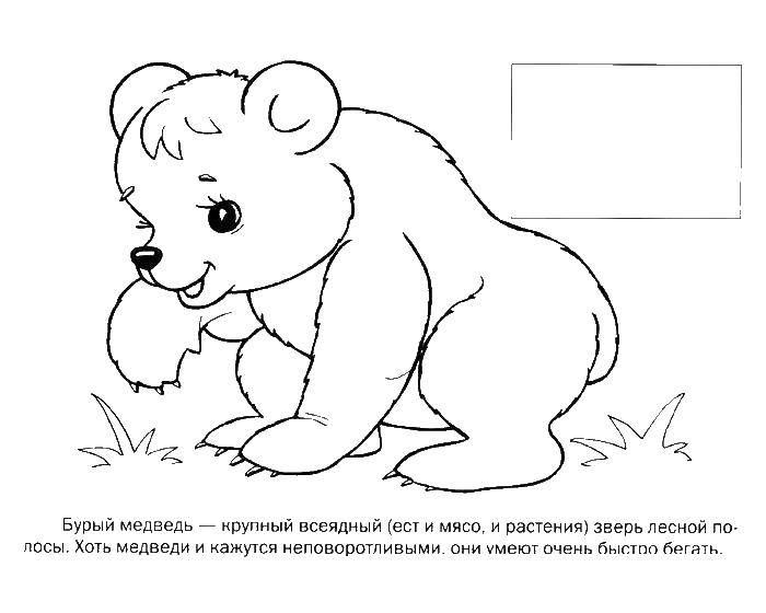 Coloring Bear. Category wild animals. Tags:  Bears, Bear.